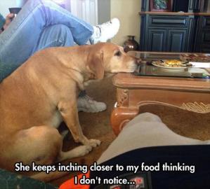 funny-she-keeps-inchng-closer-to-my-food-thinking-i-don-t-notice-01